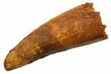 Fossil Spinosaurus Tooth - Real Dinosaur Tooth #330061-1